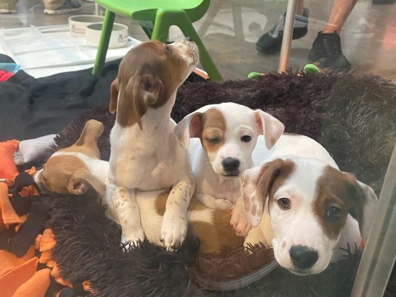 Neal Communities Supports Barks and Boo’s Bash Benefitting Nate’s Honor Animal Rescue