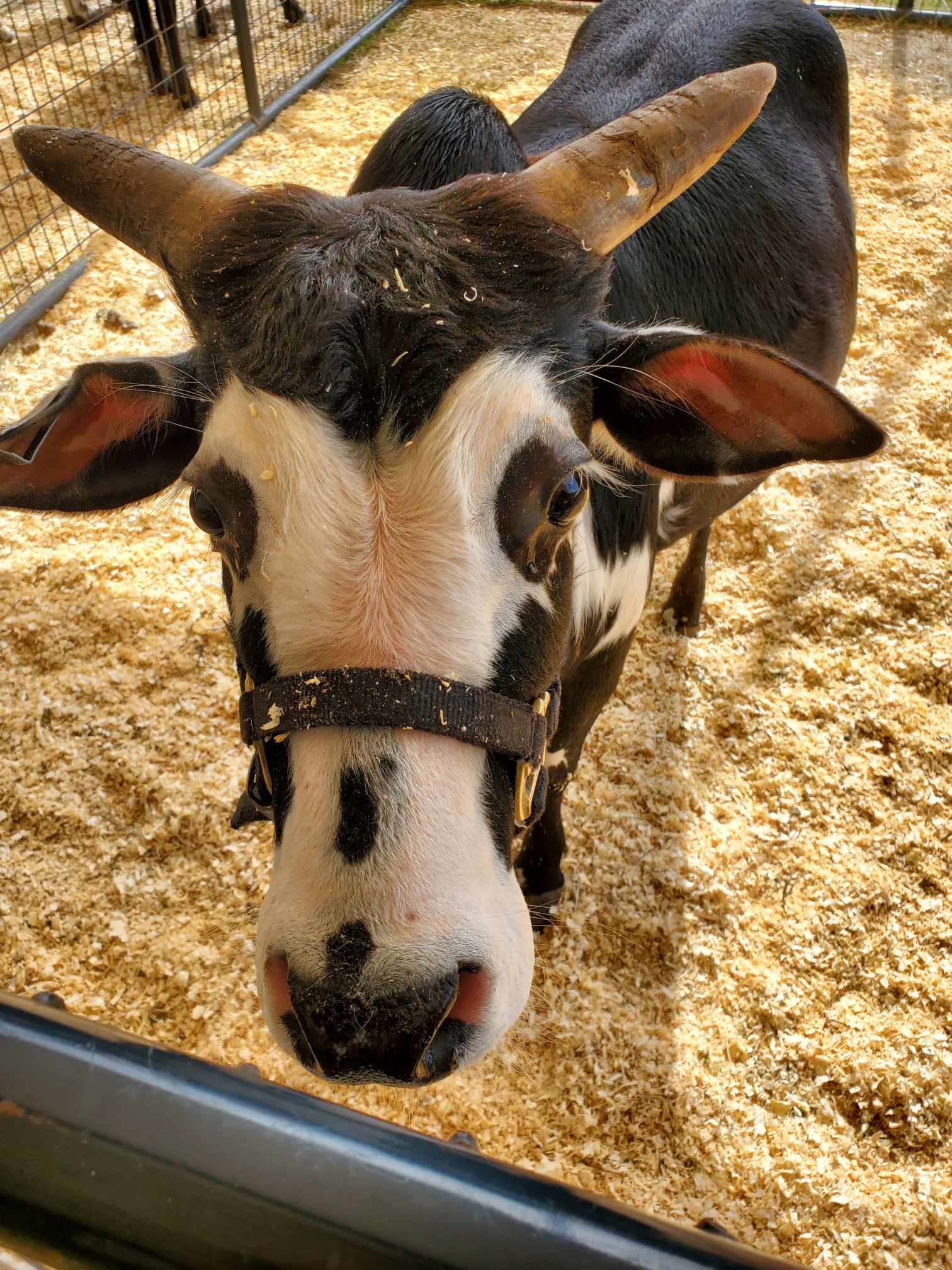 Neal Communities Donates $5,000 to Sponsor Manatee County Fair